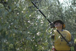 Corso avanzato potatura olivo