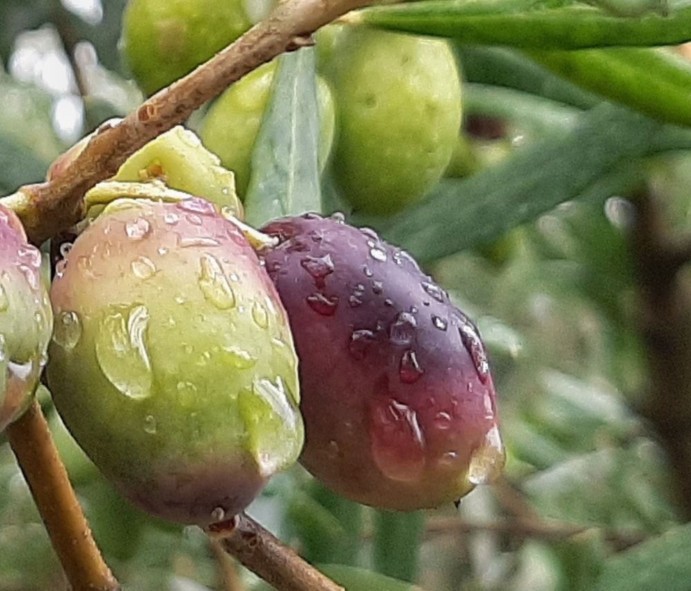 Foto olive