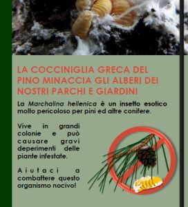 Segnalazione Importante: Cocciniglia greca del Pino "Marchalina hellenica"