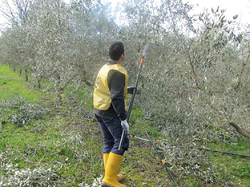 Successo del 15° Concorso Regionale di potatura dell’olivo "Le Forbici d'oro" 2016